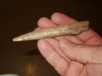 bone all 2.webp