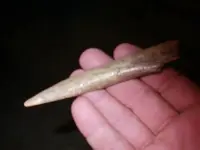 bone all 3.webp