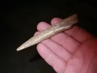 bone all 4.webp