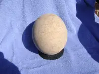 Ostrich Egg.webp