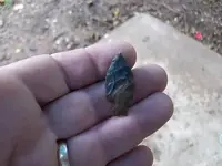 Alabama birdie2.webp