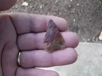 Alabama birdie4.webp