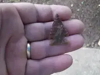 Alabama birdie5.webp