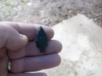 Alabama birdie 1.webp