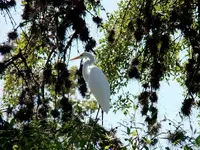 crane.webp