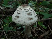 Old Pump And Mushrooms 009.webp