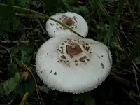 Old Pump And Mushrooms 011.webp