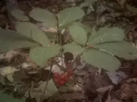 berries.webp
