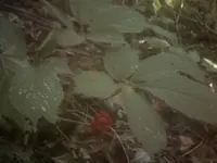 berries2.webp