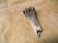 DeerBone.webp