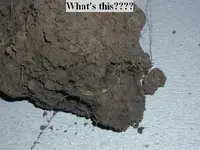 clump2.webp