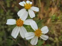 030.webp