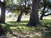 Uvalde, TX Hunt12.webp