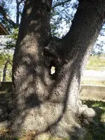 Uvalde, TX Hunt13.webp