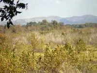 Uvalde, TX Hunt15.webp