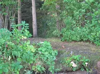 site.webp