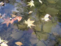 001.webp