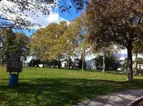 Tree Line.webp