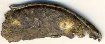 THE BURNT PEARLS OF COFITACHEQUI.webp