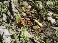 Found on the River 008.webp