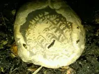 IMG00609-20101013-1849.webp