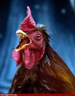 Hen-Teeth--34068.webp
