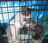 kittys.webp