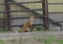 fox2.webp