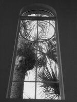palm tree bw.JPG