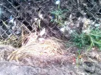 IMG00214-20100926-0834.webp