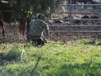 PICT0154.webp
