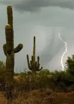 cactus.webp