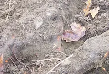 Roots blocking  a silver dime.webp