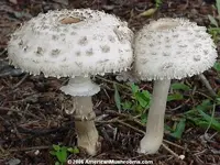 Macrolepiota_rachodes_01.webp
