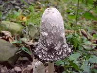 Coprinus_comatus_01.webp