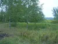 Pennington Grandma Digging.webp