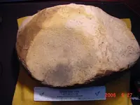 DSC00004.webp