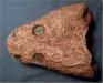 Trimerorhachis_-_top_small.webp