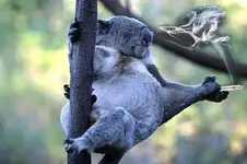 koala4.webp