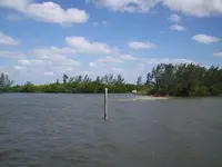 pelican.webp