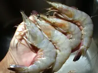 Shrimp.webp