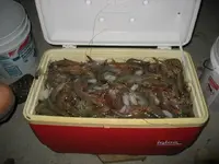 Shrimp 001.webp