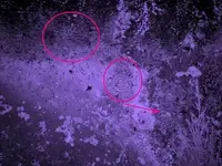 100purple_0466mk.webp