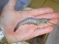 004shrimp.webp