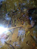 010.webp 010.webp