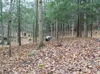 NOV 17TH HUNT WITH FRANK SHOT MASS COPPER 001 [].webp