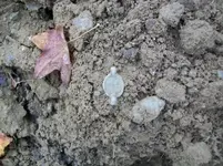 NOV 17TH HUNT WITH FRANK SHOT MASS COPPER 007 [].webp