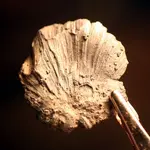 NC FINDS 9-15 019.webp