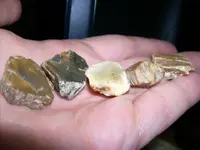 Small Petrified Wood.webp