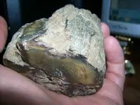 Large Petrified Wood.webp